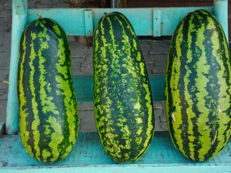 You are currently viewing Jubilee Melon Care: Cultiver des pastèques Jubilee dans le jardin