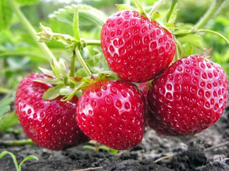 You are currently viewing Informations sur les fraises portant le mois de juin – Qu'est-ce qui fait qu'une fraise porte le mois de juin