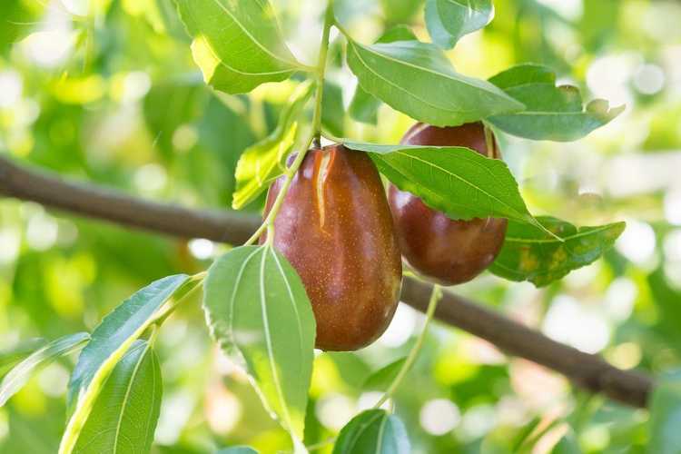 You are currently viewing Arbres de jujube cultivés en conteneurs : conseils pour cultiver du jujube en pots