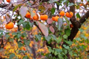 Lire la suite à propos de l’article Fertiliser les kakis : découvrez comment nourrir un arbre fruitier de kaki