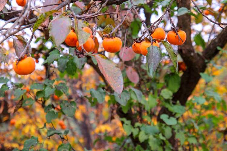 You are currently viewing Fertiliser les kakis : découvrez comment nourrir un arbre fruitier de kaki