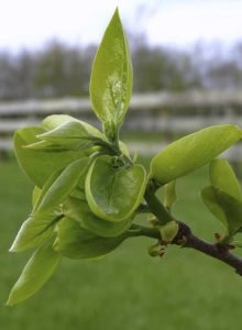 Lire la suite à propos de l’article Le kaki ne porte pas de fruits : raisons pour lesquelles un kaki n'a ni fleurs ni fruits