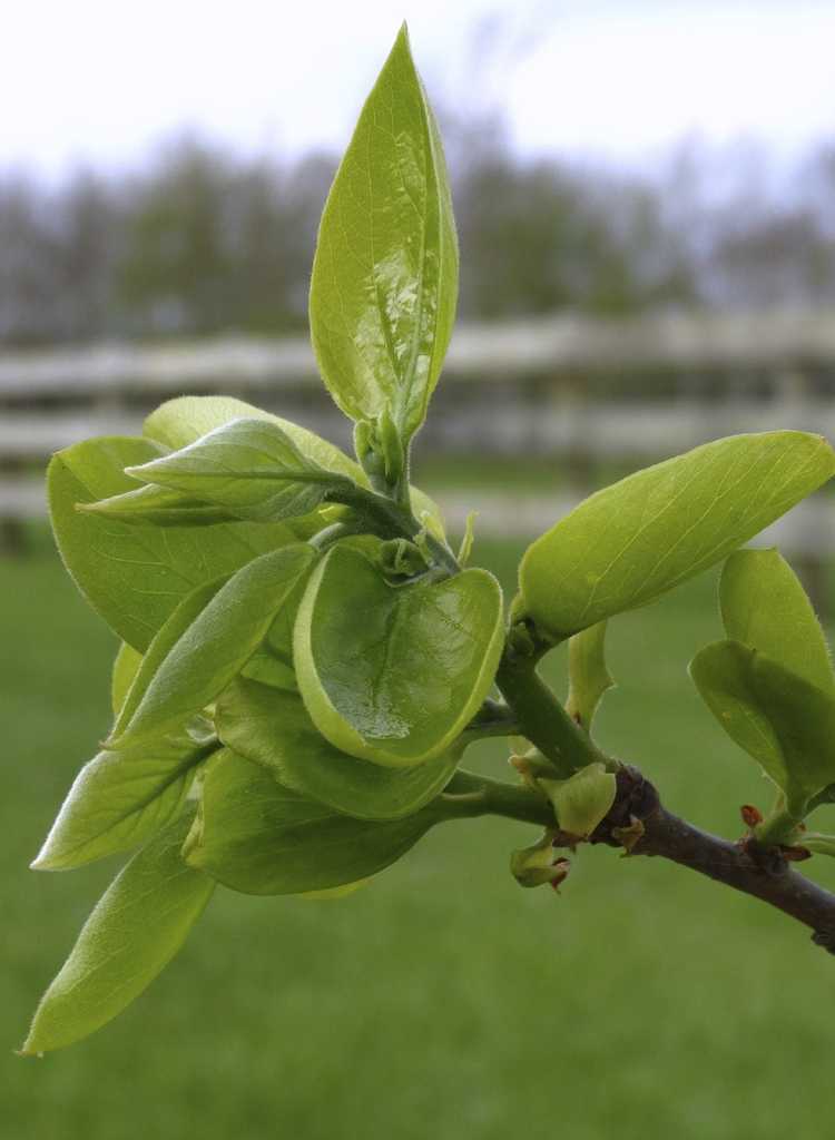 You are currently viewing Le kaki ne porte pas de fruits : raisons pour lesquelles un kaki n'a ni fleurs ni fruits