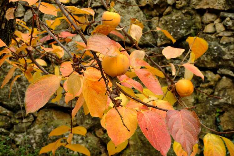 You are currently viewing Chute des feuilles de kaki – Pourquoi le kaki perd-il ses feuilles