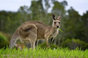 Lire la suite à propos de l’article Dispositifs de dissuasion contre les kangourous : comment contrôler les kangourous dans le jardin