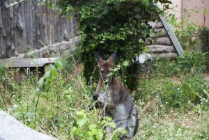 Lire la suite à propos de l’article Dommages causés par les kangourous – Comment garder les kangourous hors de mon jardin