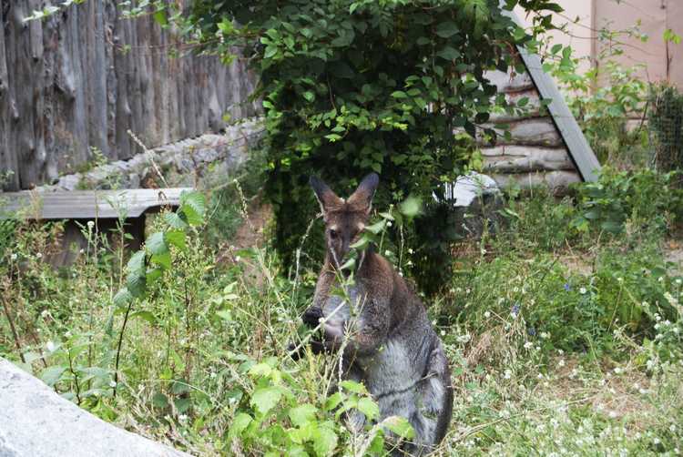 You are currently viewing Dommages causés par les kangourous – Comment garder les kangourous hors de mon jardin