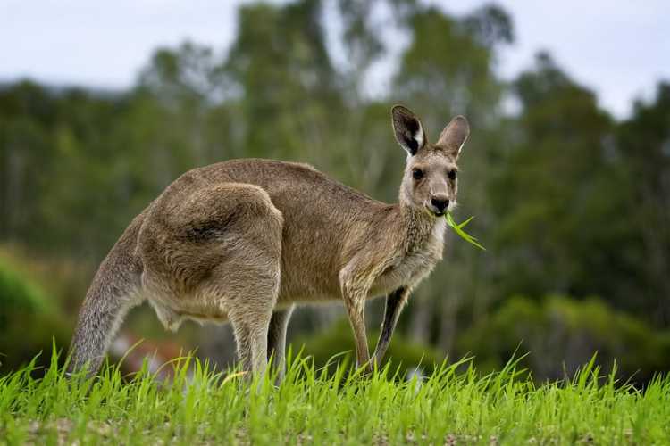 You are currently viewing Dispositifs de dissuasion contre les kangourous : comment contrôler les kangourous dans le jardin