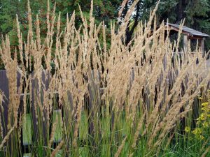 Lire la suite à propos de l’article Informations sur l'herbe à plumes Karl Foerster – Conseils pour cultiver l'herbe Karl Foerster