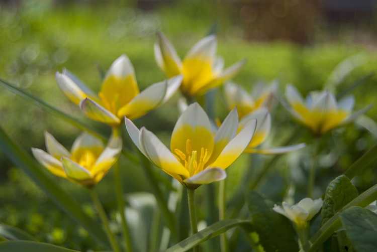 You are currently viewing Informations sur la plante Kaufmanniana : Conseils pour cultiver des tulipes de nénuphar