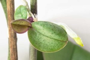 Lire la suite à propos de l’article Conseils sur l’empotage des orchidées Keiki : comment planter une orchidée Keiki