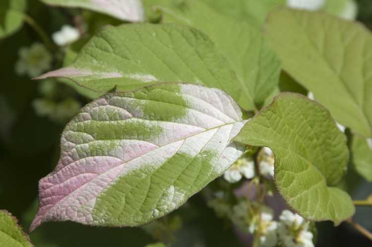 Lire la suite à propos de l’article Informations sur le kiwi tricolore : Comment faire pousser une plante de kiwi tricolore