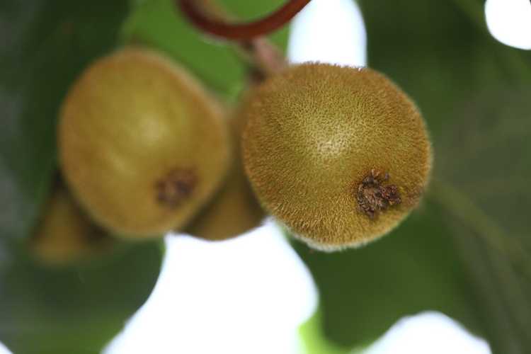 You are currently viewing Types de plantes de kiwi – Différentes variétés de kiwis