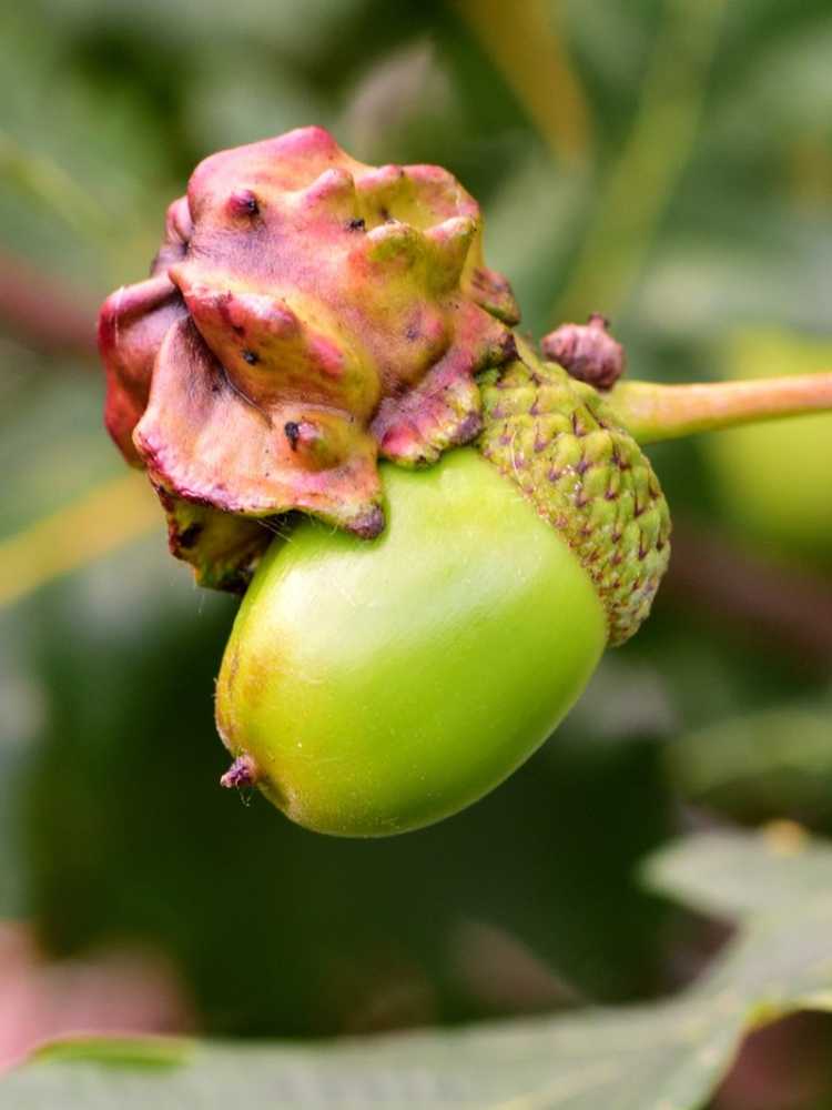 You are currently viewing Informations sur Knopper Gall – Quelles sont les causes des glands déformés sur les chênes