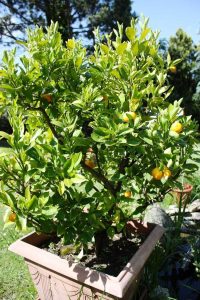 Lire la suite à propos de l’article Planter des arbres de kumquat dans des conteneurs : cultiver des arbres de kumquat dans des pots