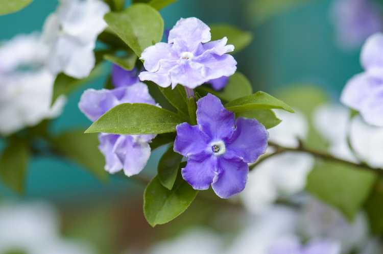 Lire la suite à propos de l’article Hier, aujourd'hui, demain, les plantes ne fleurissent pas – Faire fleurir Brunfelsia