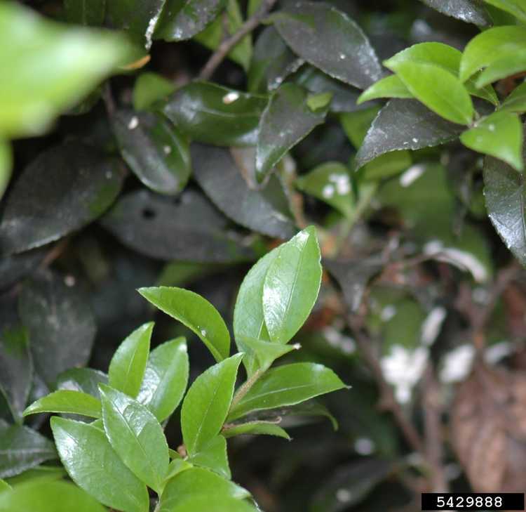 You are currently viewing Problèmes liés aux plantes de camélia : comment réparer la fumagine sur le camélia