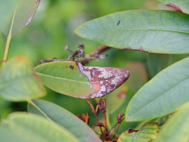 You are currently viewing Problèmes de rhododendrons : comment se débarrasser de la fumagine sur les rhododendrons