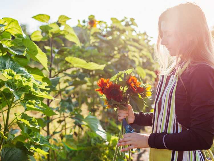 Lire la suite à propos de l’article La meilleure façon de couper des fleurs pour des arrangements durables