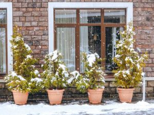 Lire la suite à propos de l’article Comment hiverner les arbres en pot : conseils pour conserver les arbres en pot pendant l'hiver
