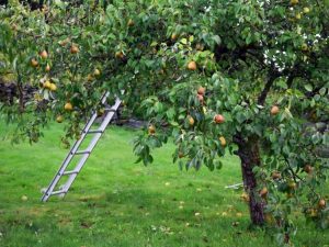 Lire la suite à propos de l’article Traiter les poires avec la pourriture armillaire: comment prévenir la pourriture armillaire des poires