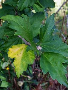 Lire la suite à propos de l’article Jaunissement des feuilles de la rose de Sharon – Pourquoi la rose de Sharon a des feuilles jaunes