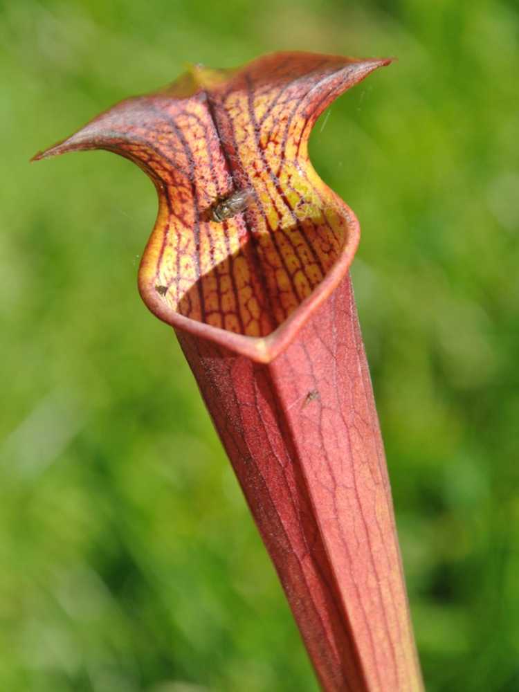 You are currently viewing Plantes à sarracénie brunes : pourquoi une plante à sarrasin devient jaune ou brune