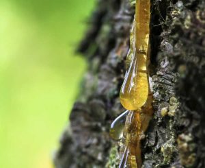 Lire la suite à propos de l’article Comment enlever la sève des arbres