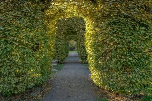 Lire la suite à propos de l’article Labyrinth Maze Gardens – Apprenez à créer un labyrinthe de jardin pour le plaisir