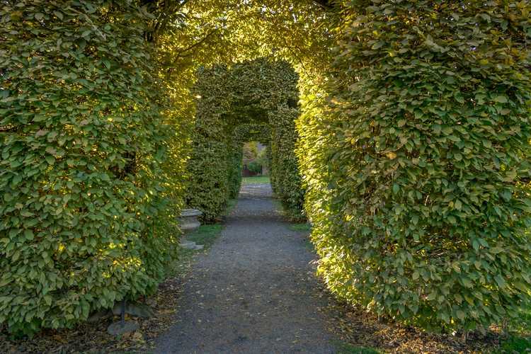 You are currently viewing Labyrinth Maze Gardens – Apprenez à créer un labyrinthe de jardin pour le plaisir