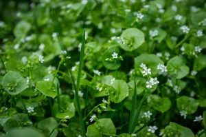 Lire la suite à propos de l’article La laitue du mineur est-elle comestible : comment faire pousser de la laitue du mineur Claytonia