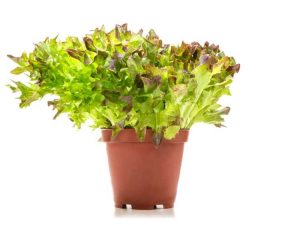 Lire la suite à propos de l’article Cultivez un potager de printemps en pot