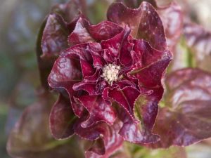 Lire la suite à propos de l’article Pourquoi la laitue a des fleurs : conseils pour éviter la montaison des plants de laitue