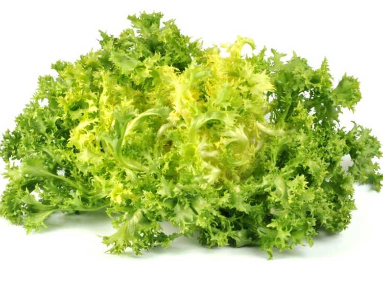 You are currently viewing Informations sur la plante frisée : conseils pour cultiver de la laitue frisée