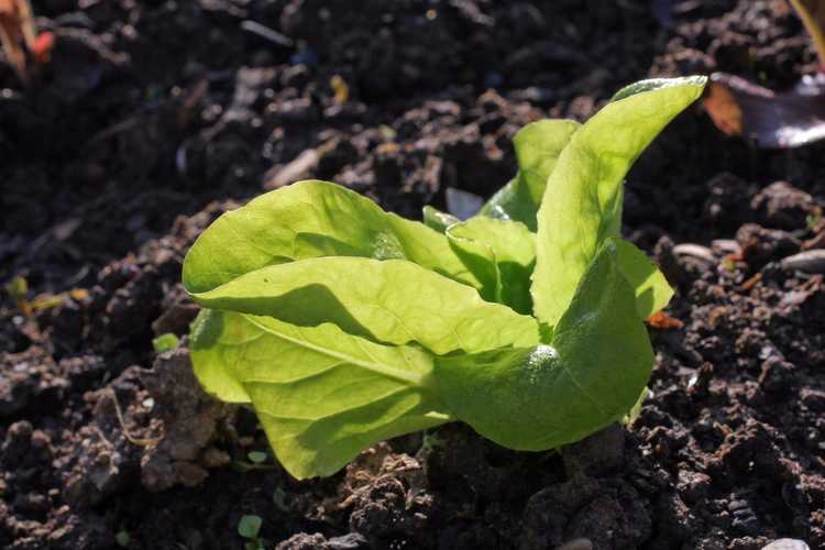 You are currently viewing Informations sur la laitue Kweik : Cultiver de la laitue Kweik dans le jardin