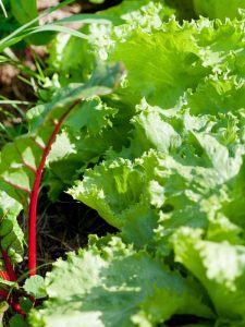 Lire la suite à propos de l’article Informations sur la laitue Reine des Glaces : En savoir plus sur la plantation de graines de laitue Reine des Glaces