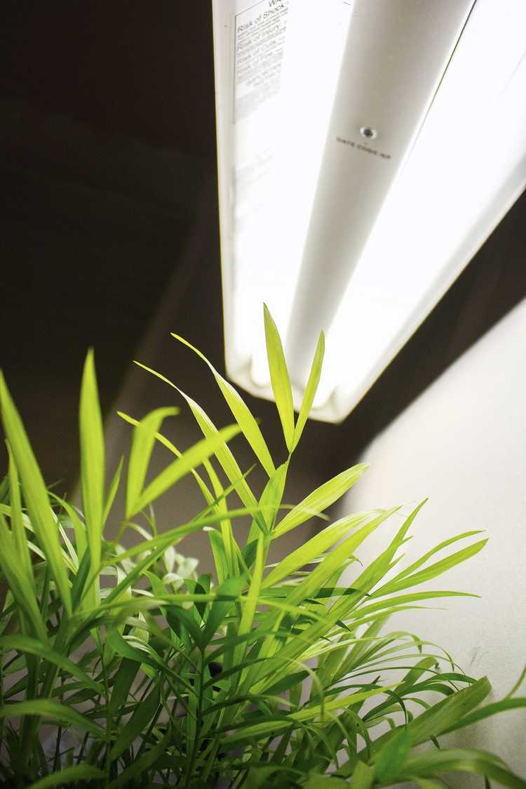 You are currently viewing Que sont les lampes de culture : conseils sur l'utilisation des lampes de culture sur les plantes