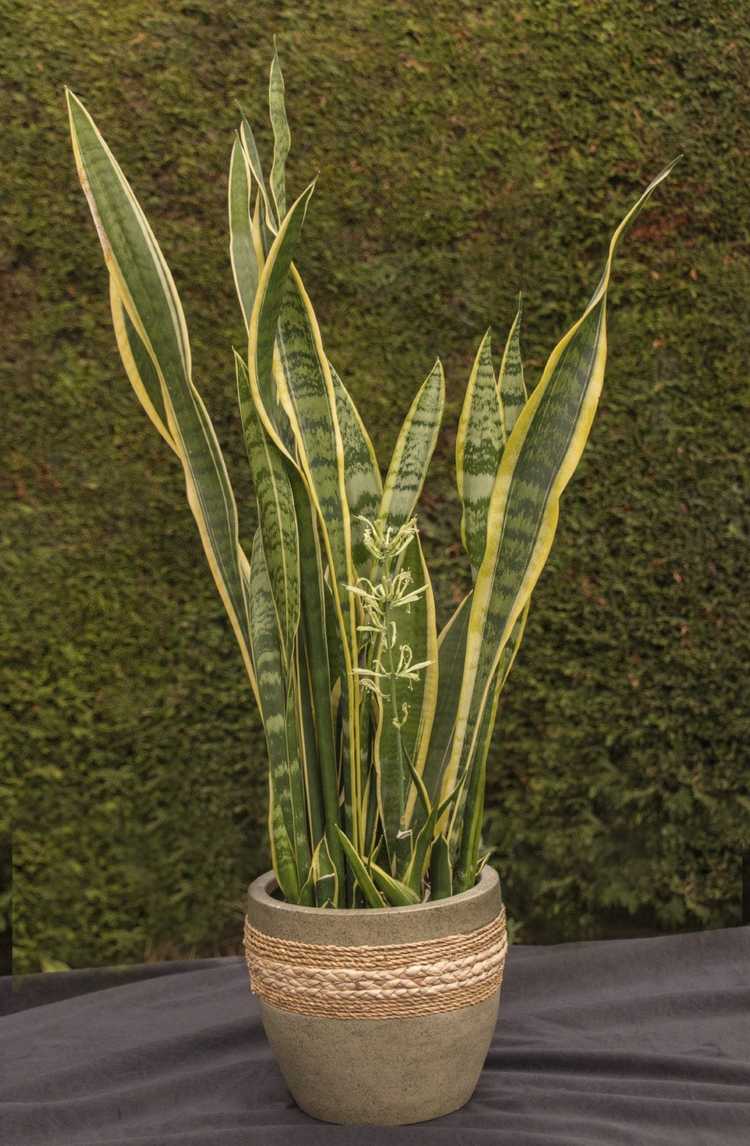 You are currently viewing Feuilles de plante de serpent tombantes – Que faire en cas de langue tombante d'une belle-mère