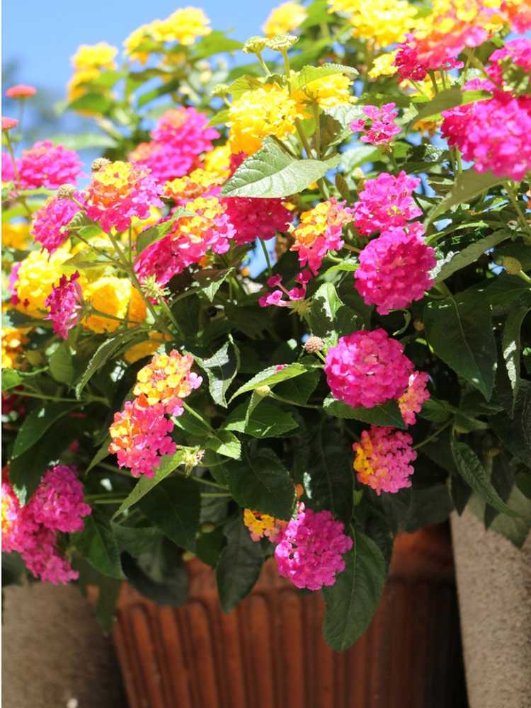 You are currently viewing Plantes de Lantana en pot : comment faire pousser du Lantana dans des conteneurs