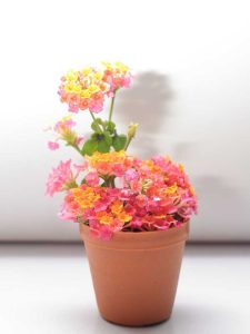 Lire la suite à propos de l’article Plantes de Lantana hivernantes – Prendre soin des Lantanas pendant l'hiver