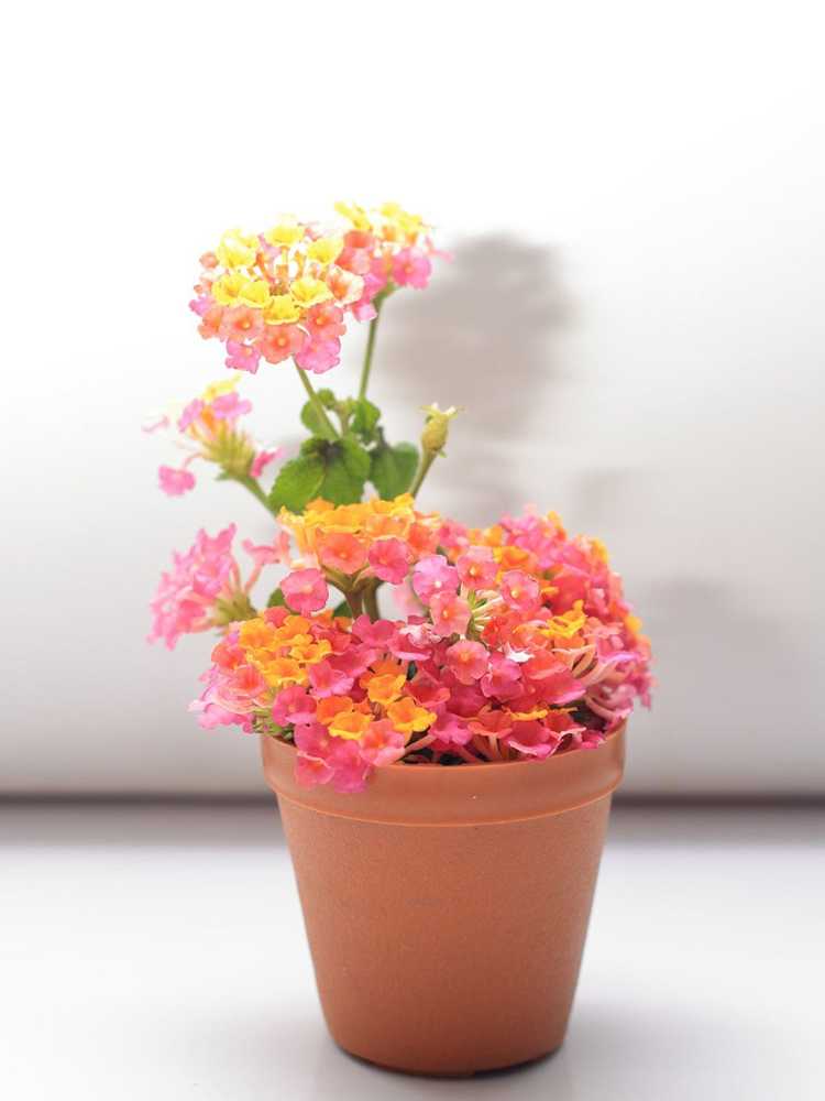 You are currently viewing Plantes de Lantana hivernantes – Prendre soin des Lantanas pendant l'hiver