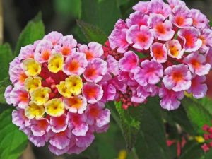 Lire la suite à propos de l’article Fleurs de Lantana qui changent de couleur – Pourquoi les fleurs de Lantana changent-elles de couleur