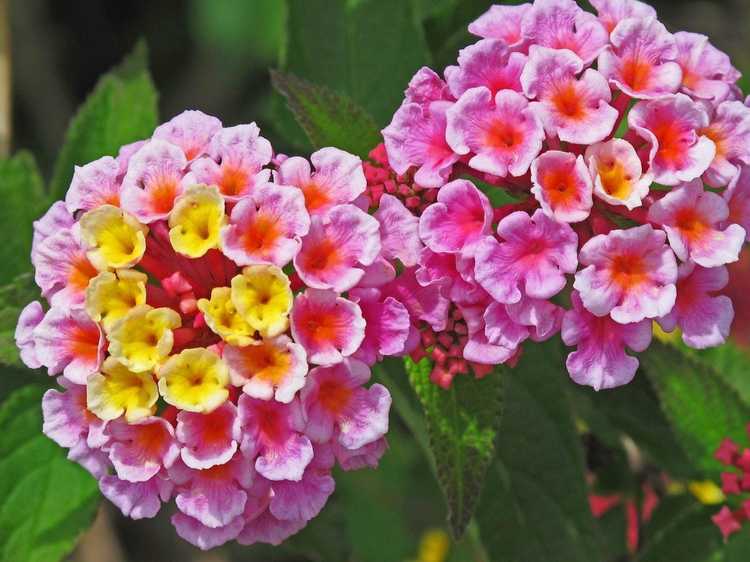 You are currently viewing Fleurs de Lantana qui changent de couleur – Pourquoi les fleurs de Lantana changent-elles de couleur