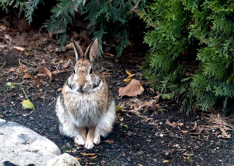 You are currently viewing Habitat faunique hivernal – Comment aider les animaux en hiver