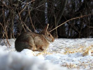 Lire la suite à propos de l’article Habitat faunique quatre saisons : cultivez un jardin faunique toute l’année