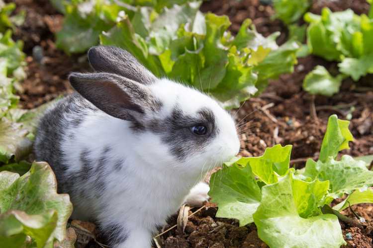 You are currently viewing Plantes toxiques pour les lapins – Découvrez les plantes que les lapins ne peuvent pas manger