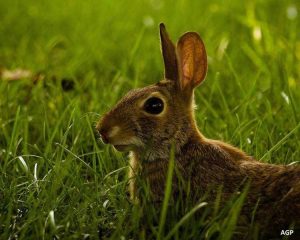 Lire la suite à propos de l’article Lapins mangeant l’écorce des arbres – Prévenir les dommages causés aux arbres par les lapins