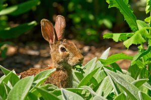 Lire la suite à propos de l’article Plantes que les lapins n'aiment pas : plantes communes à l'épreuve des lapins