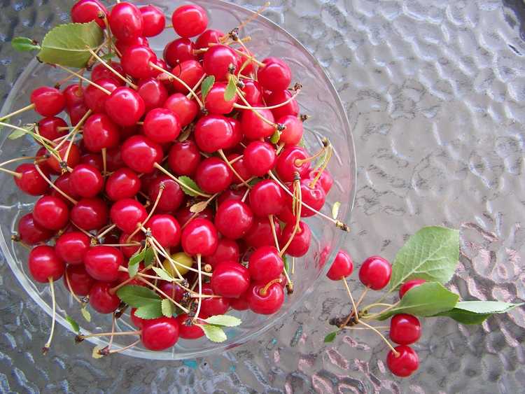 You are currently viewing Que sont les cerises Lapins – Guide d'entretien des cerises Lapins