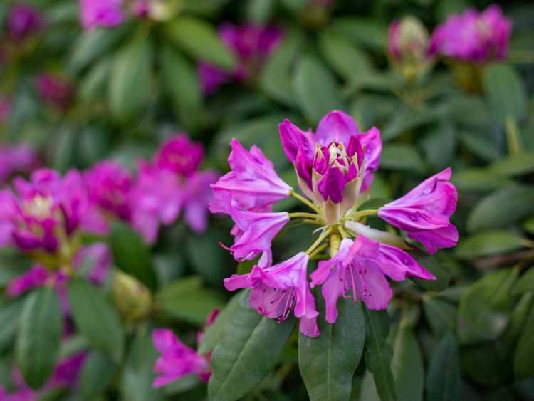 You are currently viewing Qu'est-ce que le rhododendron de Laponie